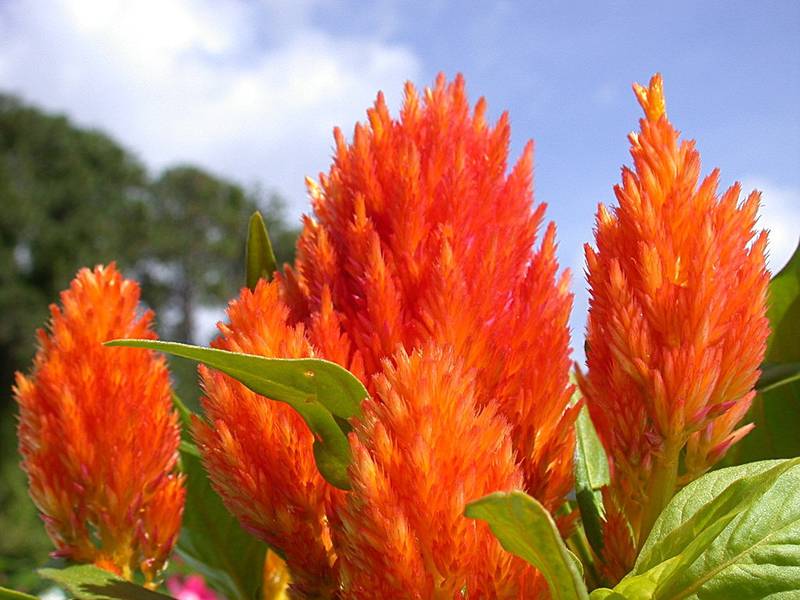 Целозія - рослина ста барвистих квітів