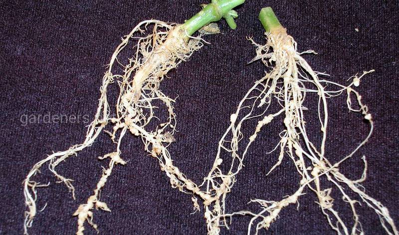 Як захистити овочеві культури від кореневих бульбочок нематод?