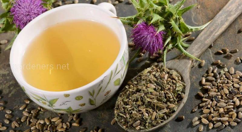 Чай из расторопши - лечебные свойства, побочные эффекты и домашние рецепты