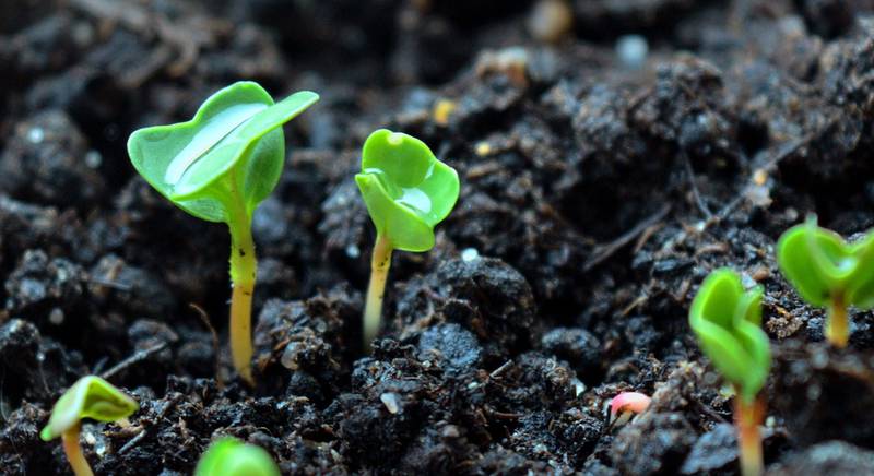 Все этапы выращивания рассады: от посадки семян до пересадки в открытый грунт