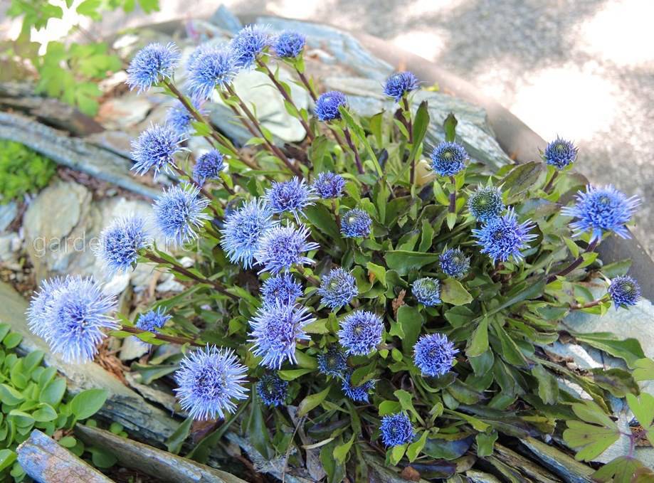 GLOBULARIA VALENTINA