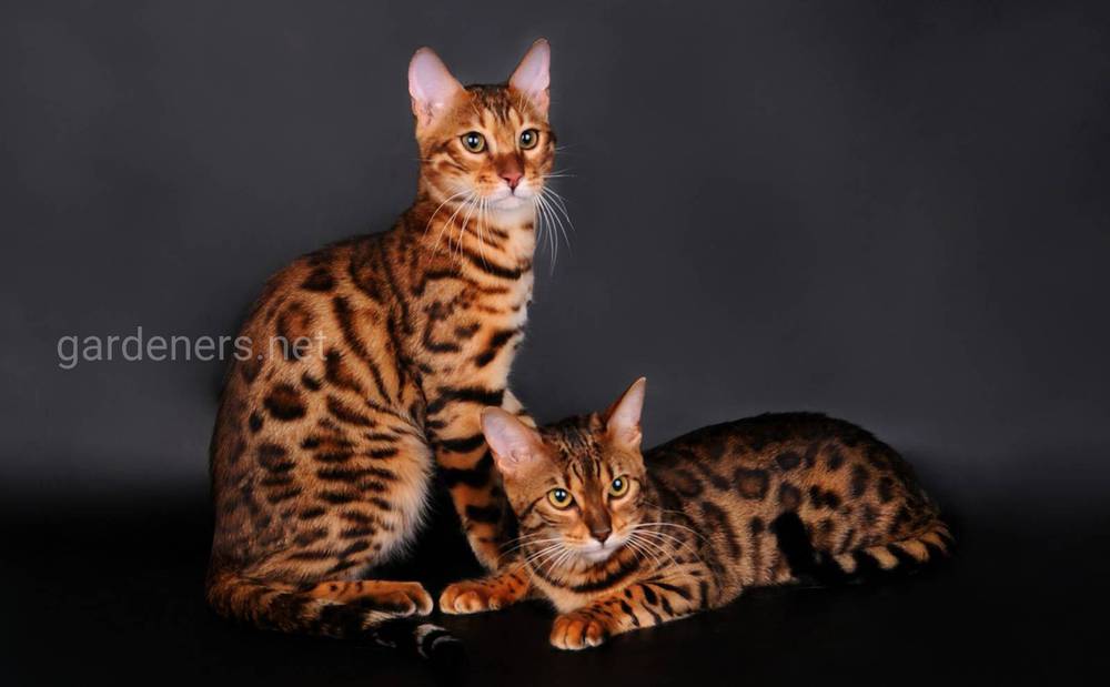 Бенгальські кішки