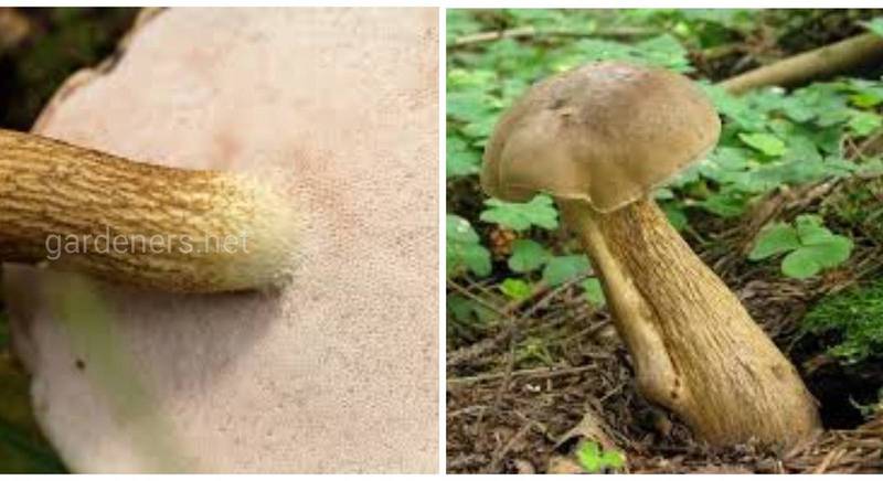 Двойник белого гриба - желчный гриб - обладает токсинами, пагубно влияющими на функции печени