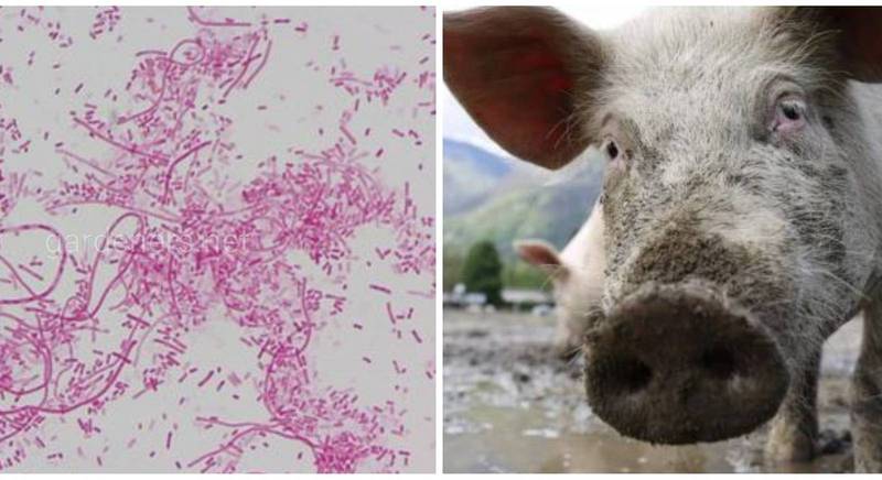Заболевание домашних животных передающееся человеку - некробациллёз