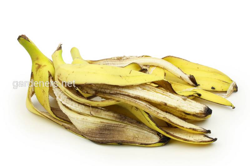 Удобрение с кожурой банана - для здоровья ваших растений