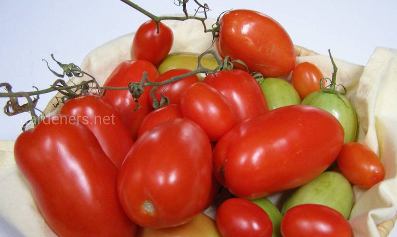 Які види томатів Рома ви обов’язково захочете виростити у своєму саду?