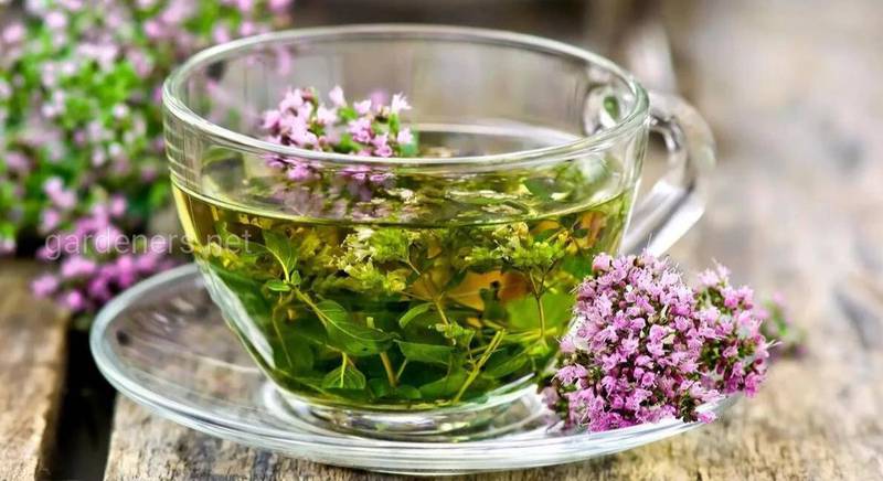 Чай з валеріани - лікувальні властивості та можливі побічні ефекти