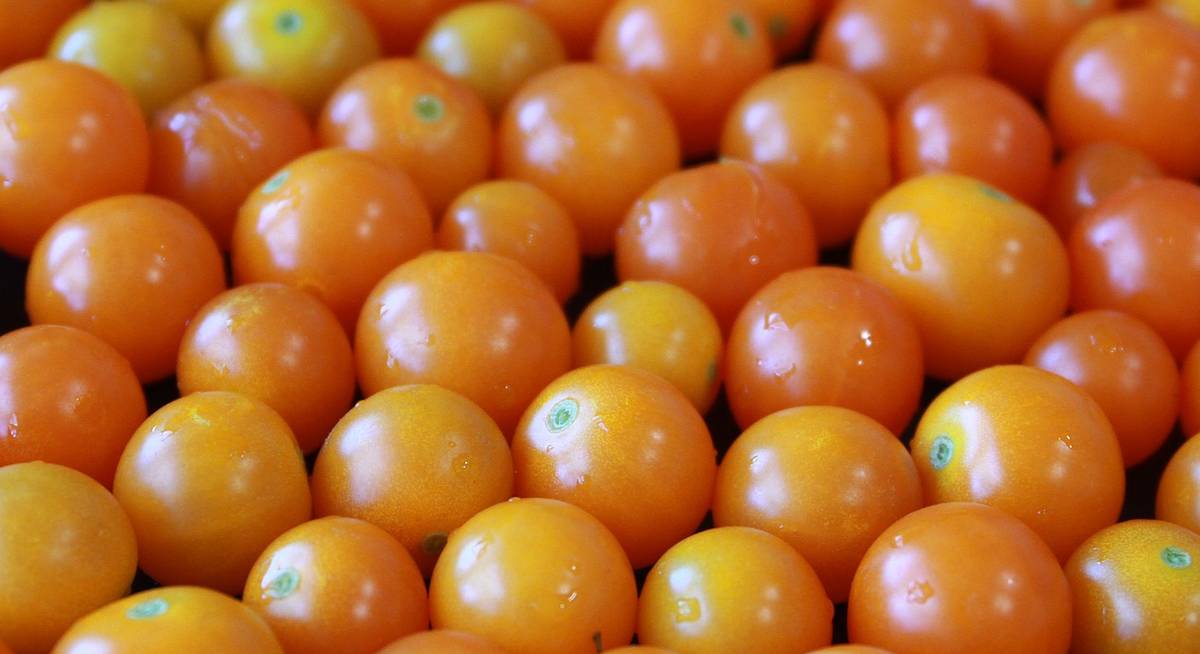 Сорта желтых томатов черри