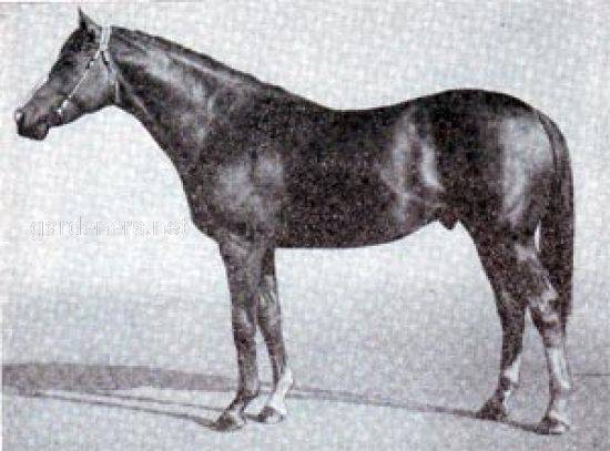 Лошадь Sardar