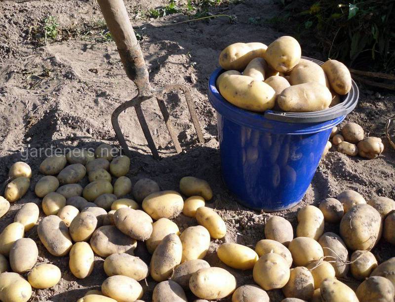 Цікавинки про картоплю
