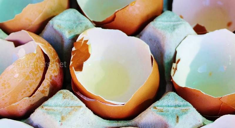 Використання шкарлупи яєць : як добриво та як горщики для розсади