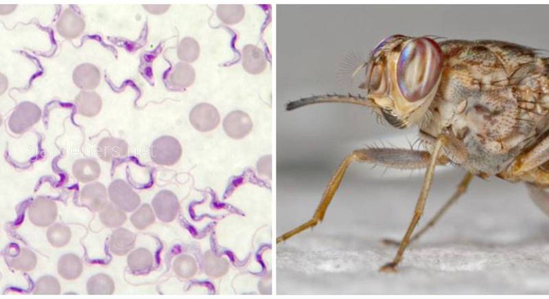 Трипаносомоз Африканский (сонная болезнь) - инфекционная паразитарная болезнь, которую переносят мухи це-це