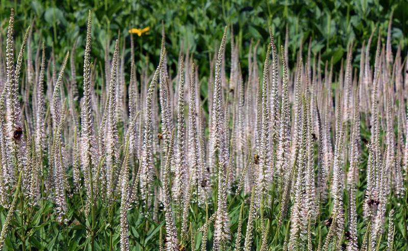 Вероникаструм — интересное и необычное многолетнее травянистое растение. Посадка и уход