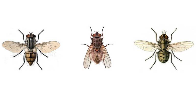 Знаете ли вы, какие болезни переносят нам хорошо известные мухи?