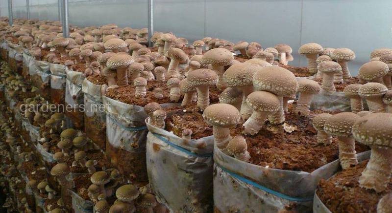Міцелій грибів: що це таке та що з ним робити
