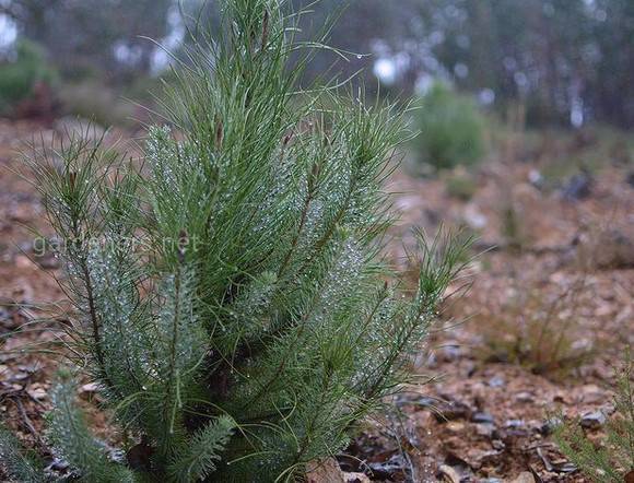 Pinus Pinea