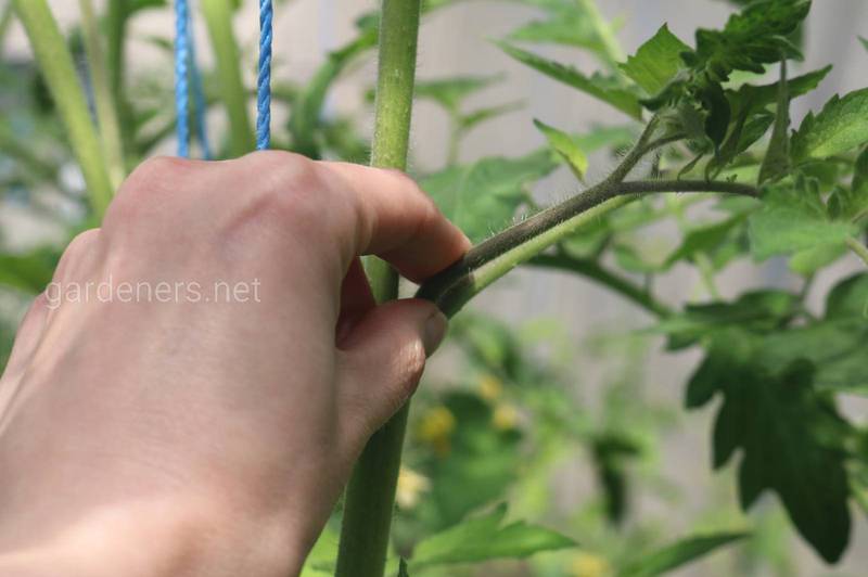 Как правильно размножать растения пасынками?