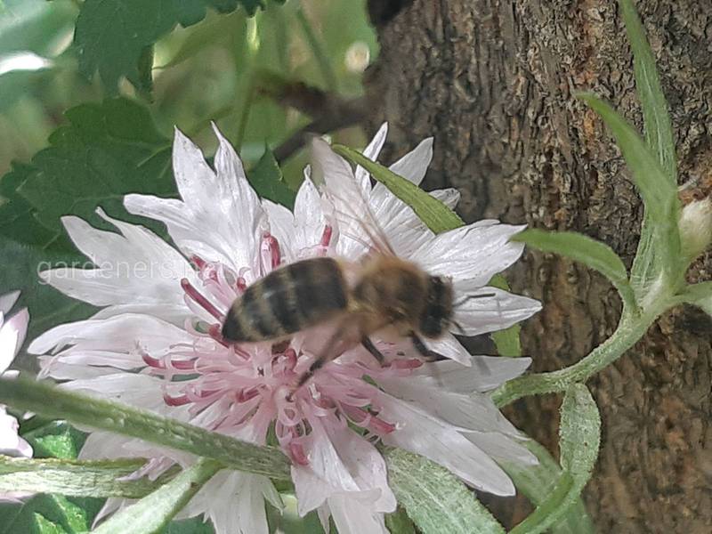 Оцінка діяльності бджіл у польоті