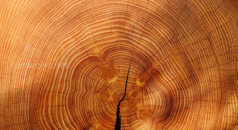 Породи деревини, їхні особливості та переваги