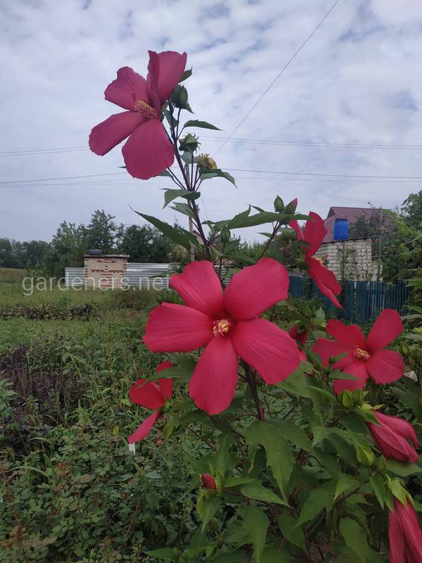 Загородная жизнь