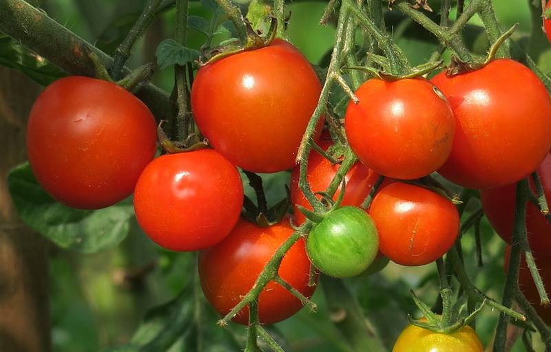 Как защитить томаты от чёрной бактериальной пятнистости?