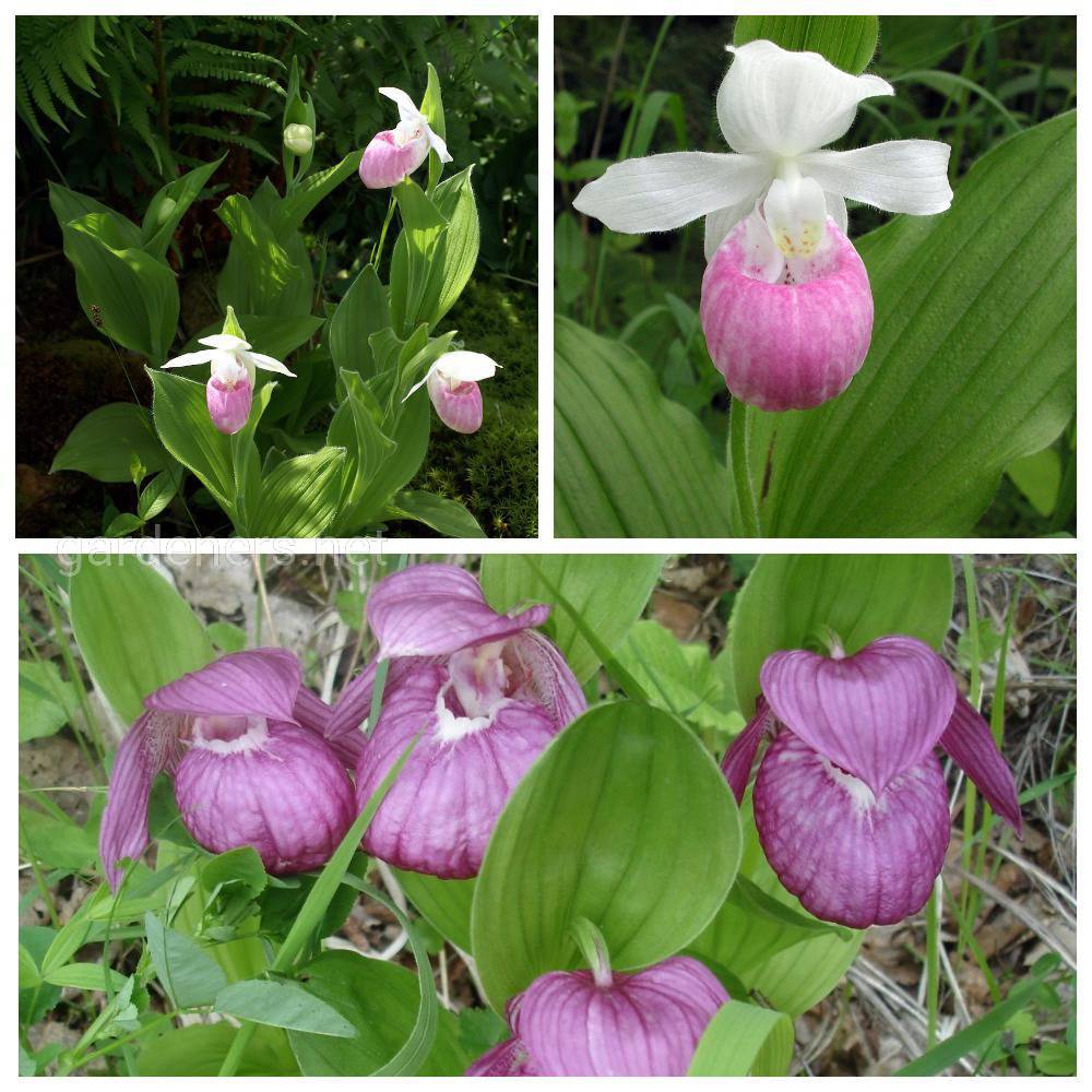 разнавидности орхидеи башмачек