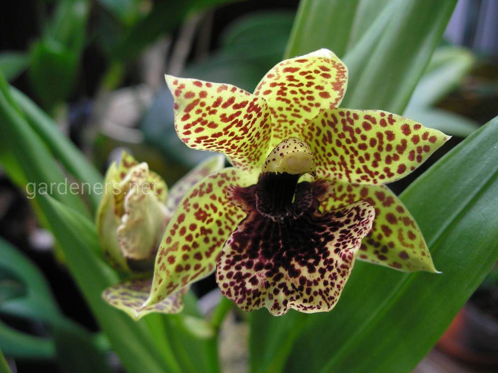 Propetalum Hark