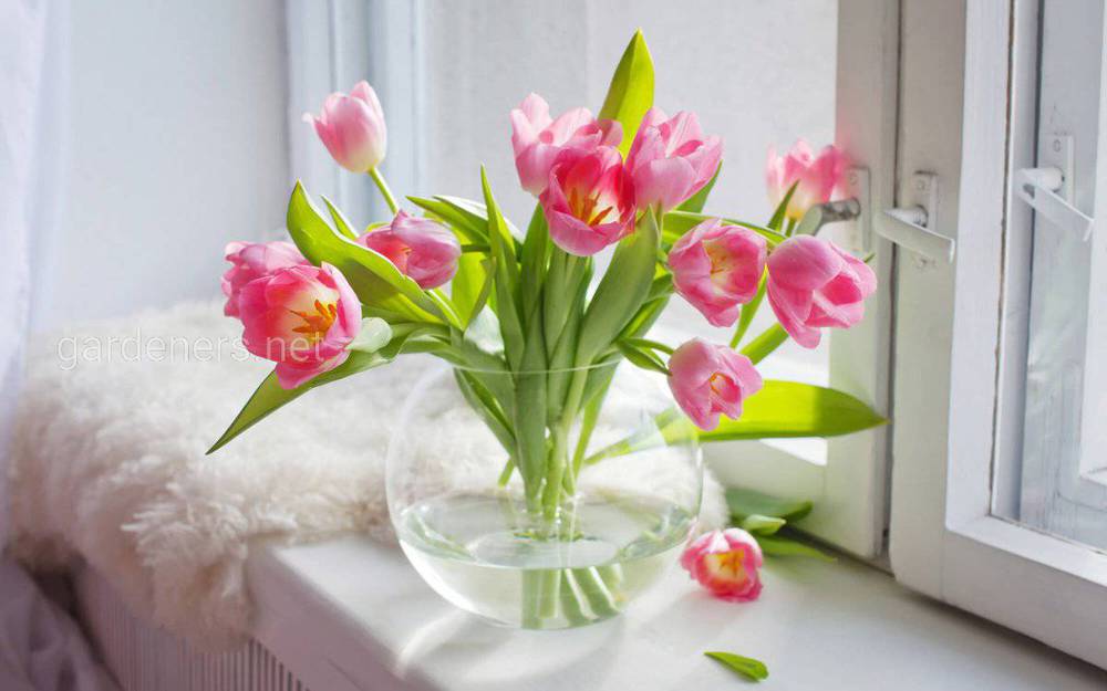 Как можно сохранить срезанные тюльпаны