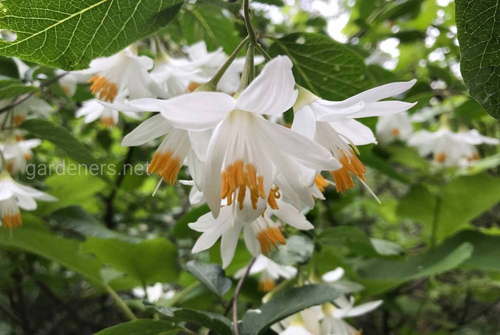 Styrax redivivus