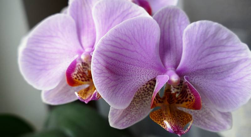 Забота об орхидеях в летний период