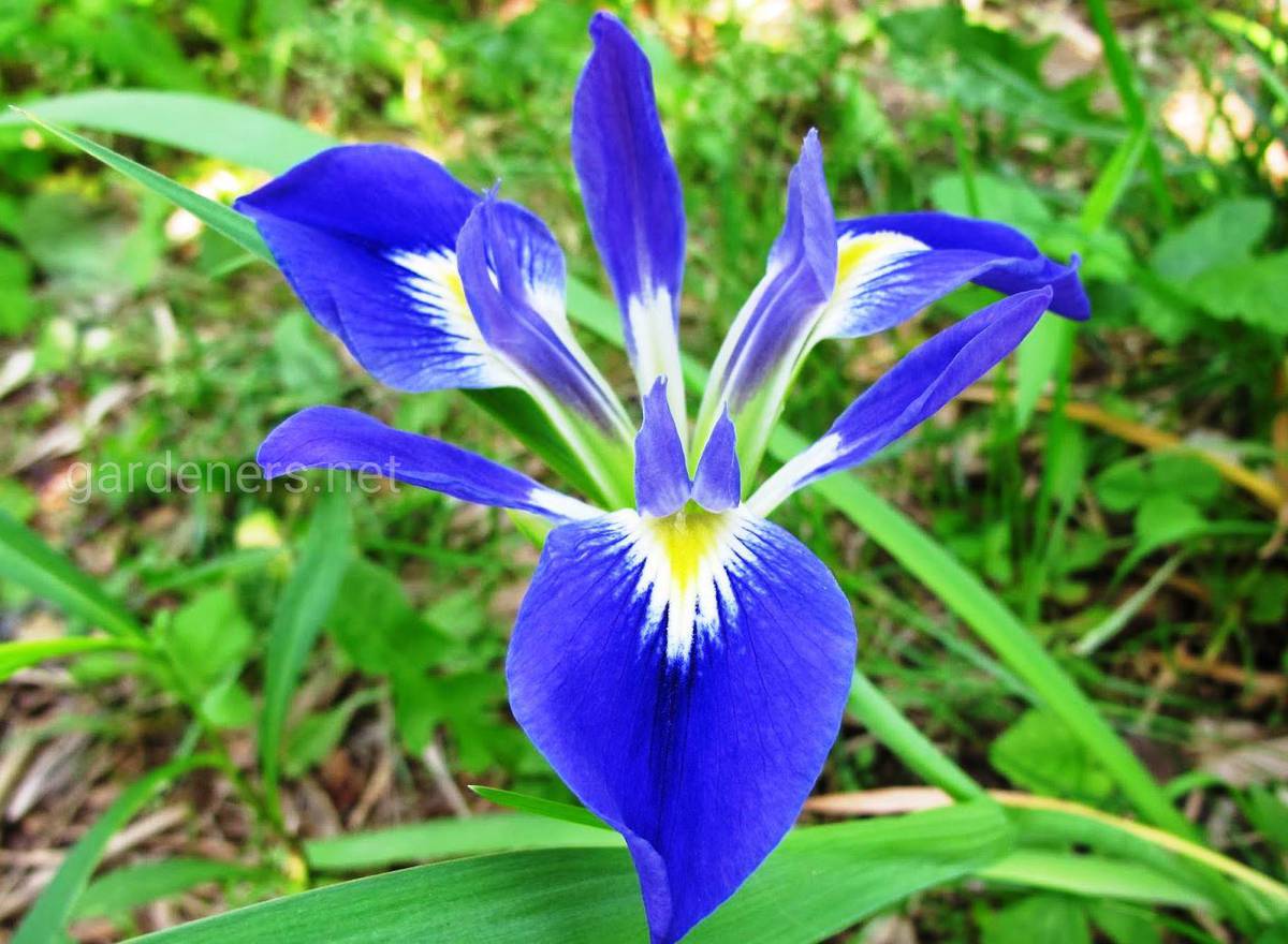 Iris Louisiana brevicaulis