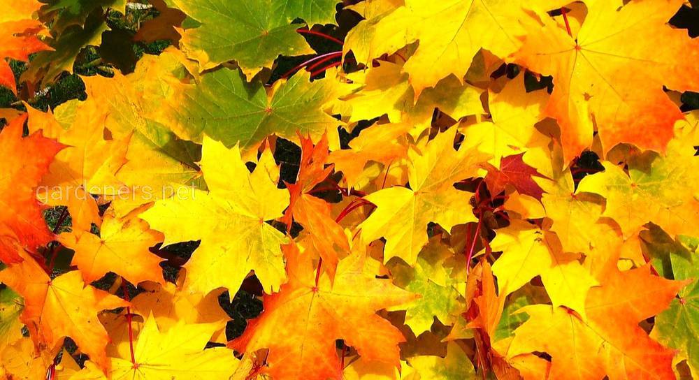 Осенние Листья Фото