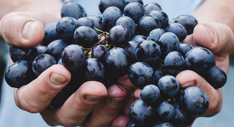 Виноград улучшает память