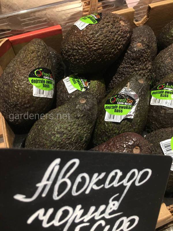 Які цілющі властивості авокадо?