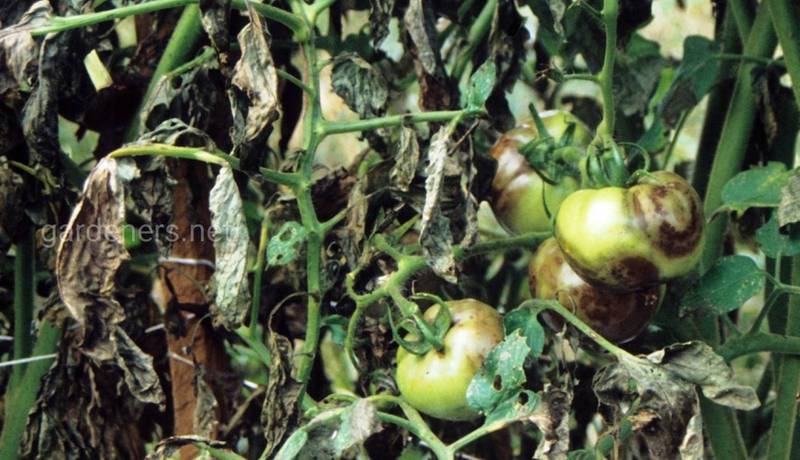 Как распознать и защитить томаты от фитофтороза?
