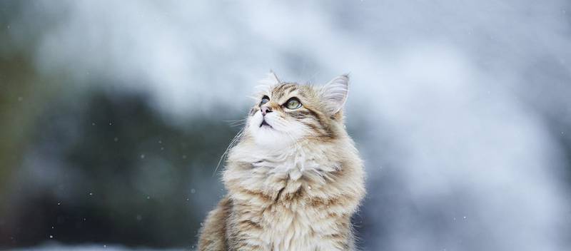 Норвезька лісова кішка