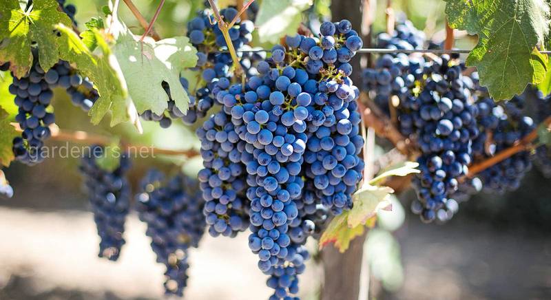 ТОП-7 идеальных «соседей» и ТОП-5 опасных растений для выращивания под виноградом