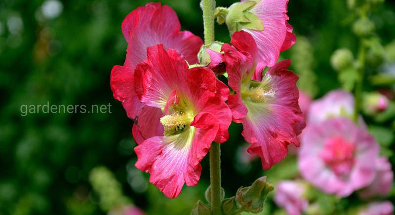 Цветы июля: Топ-10 растений, которые зацветают на экваторе лета
