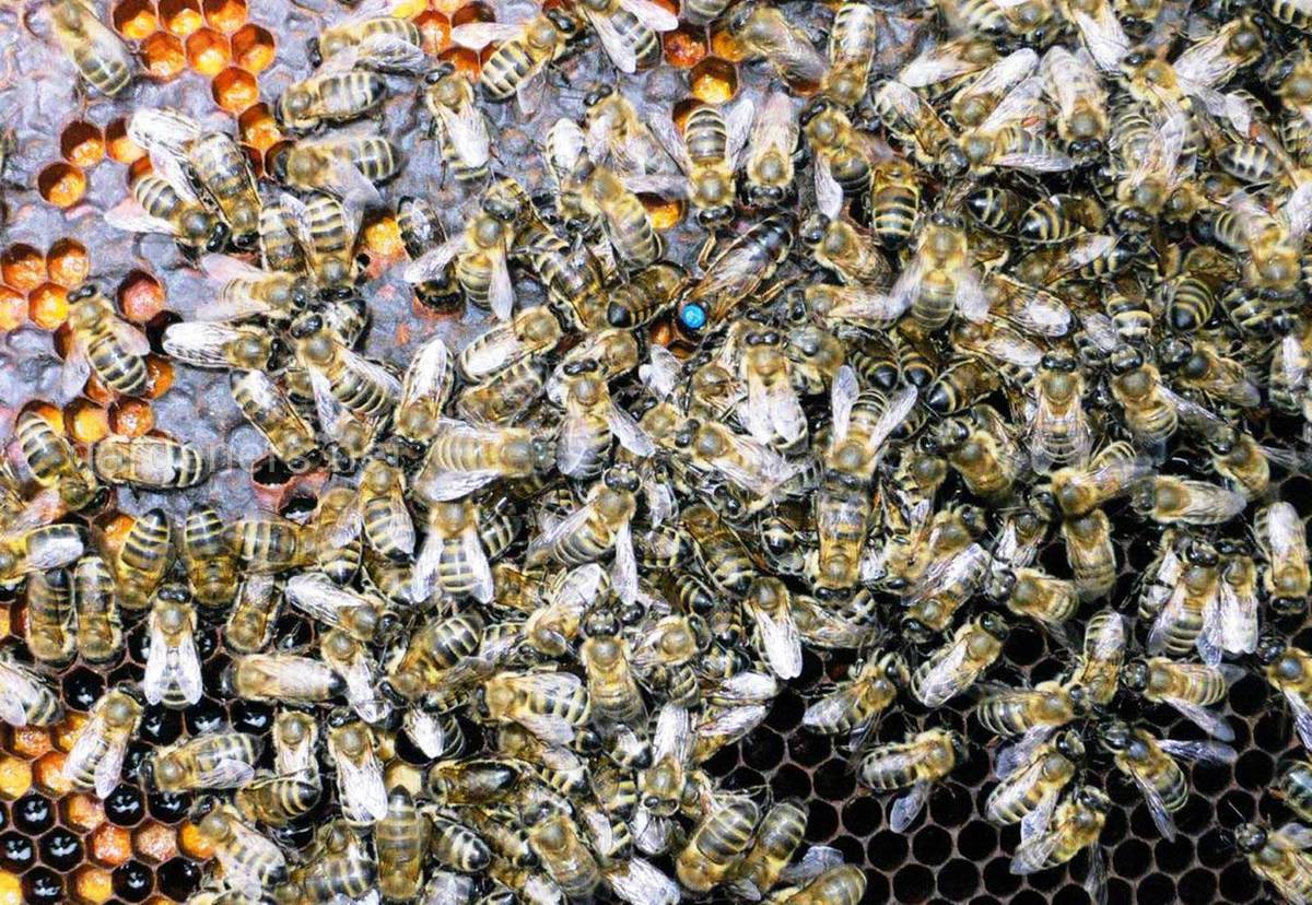 Серые горные кавказские пчелы