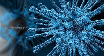 Вчені визначили температуру активізації коронавіруса