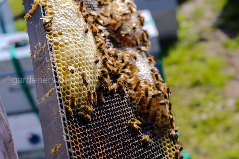 Как правильно кормить пчёл в августе?