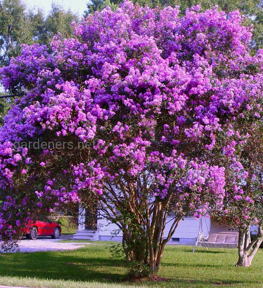 Lagerstroemia Lilac purple