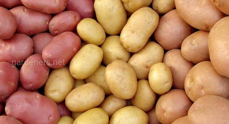 Шкода вживання картоплі з зеленою шкіркою