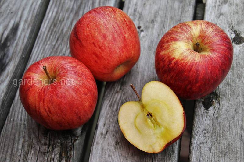 Как повлиять на длительность хранения яблок?