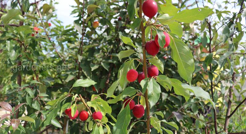 Как увеличить урожайность плодовых деревьев
