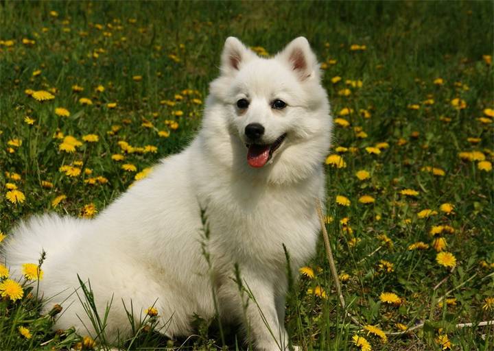 Американская эскимосская собака