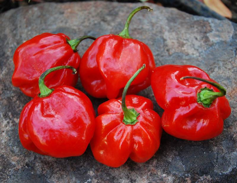 Острый перец