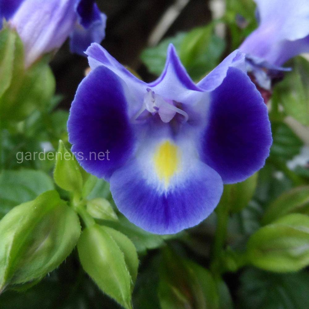 Torenia