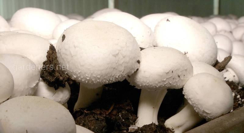 Преимущества выращивания грибов в теплице