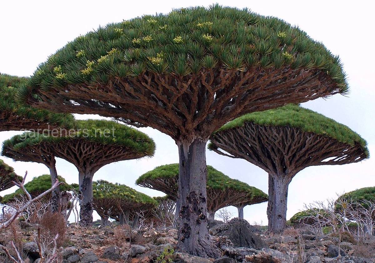 Самые Интересные Растения Африки
